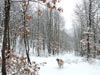 Nieve en Peñacorba