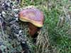 Hongo Calabaza (Boletus Edulis)