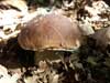 Hongo Negro (Boletus Aereus)