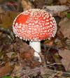 Amanita Muscaria, Salcedillo