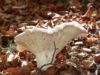 Lactarius vellereus en la Mata del Fraile