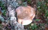 Piptoporus Betulinus en los Abedulares (Crece en abedules vivos y muertos)