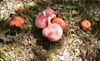 Russula aurora (rosea) en Salcedillo