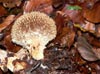 Lycoperdon Echinatum