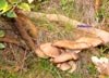 Pleurotus ostreatus en el Invernal