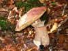 Boletus en el monte Salcedillo