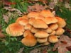 HYPHOLOMA FASCICULARE